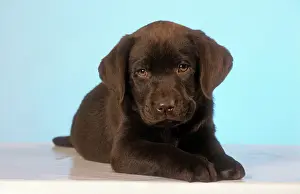 Worried: DOG - Labrador puppy, Chocolate