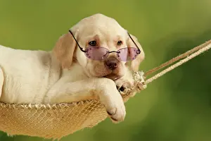 Hammocks: Dog - Labrador puppy in hammock with sunglasses on