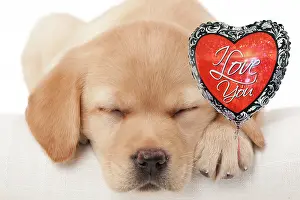 260420: Dog - Labrador puppy holding a heart shaped balloon