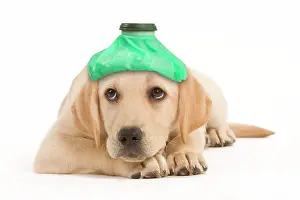 Unwell: Dog - Labrador puppy lying down with ice pack