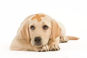 Unwell: Dog - Labrador puppy lying with plaster on head