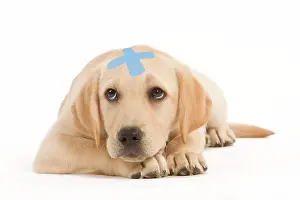 Unwell: Dog - Labrador puppy lying with plaster on head
