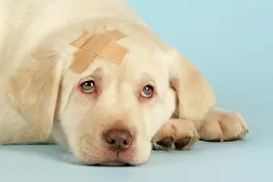 Plaster: Dog - Labrador puppy with a plaster on head