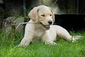 Stick: Dog - Labrador puppy - playing with stick in garden