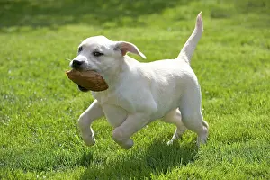 Retrieving: Dog - labrador puppy running with toy in mouth