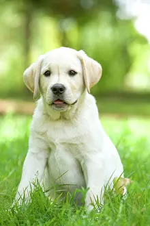 Oustide: Dog - Labrador puppy sitting down in grass