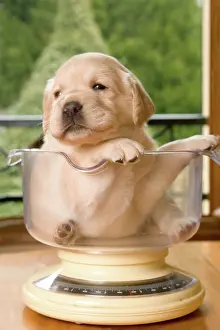 Weight: Dog - Labrador puppy sitting in measuring bowl