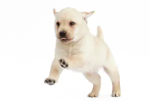 Jean-michel Labat: Dog - Labrador puppy in studio