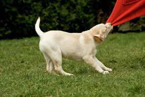 Biting: Dog - Labrador puppy tugging on material