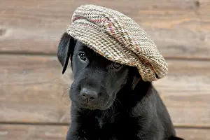 Caps: DOG Labrador puppy wearing a cap ( black, 6 weeks old )