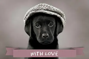 Text: Dog Labrador puppy wearing a cap ( black, 6 weeks
