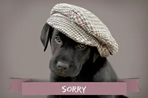 Sympathy: Dog Labrador puppy wearing a cap ( black, 6 weeks