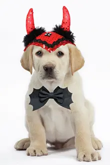 Vampire: Dog - Labrador puppy wearing Halloween devil horns