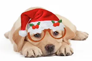 260420: Dog - Labrador puppy wearing Santa hat and Christmas