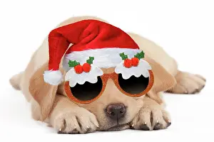 Pudding: Dog - Labrador puppy wearing santa hat and Christmas
