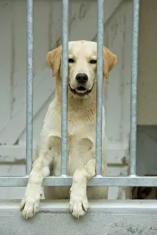 Choosing: Dog - labrador at rescue centre