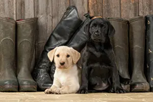 Riding: DOG. Labrador Retiever, 8 weeks old puppies x two