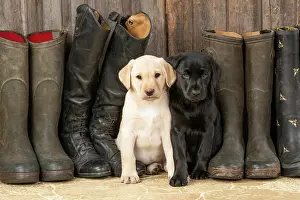 Riding: DOG. Labrador Retiever, 8 weeks old puppies x two