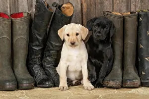 Riding: DOG. Labrador Retiever, 8 weeks old puppies x two