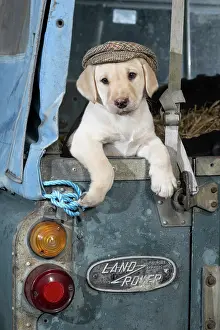Vehicle: DOG. Labrador Retiever, 8 weeks old puppy, (