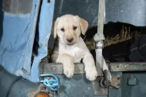Transport: DOG. Labrador Retiever, 8 weeks old puppy, (