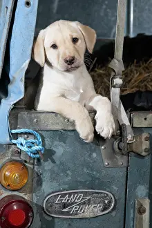 Transport: DOG. Labrador Retiever, 8 weeks old puppy, (