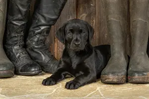 Riding: DOG. Labrador Retiever, 8 weeks old puppy, (Black)