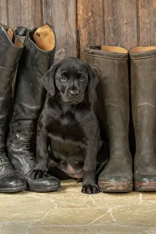 Riding: DOG. Labrador Retiever, 8 weeks old puppy, (Black)