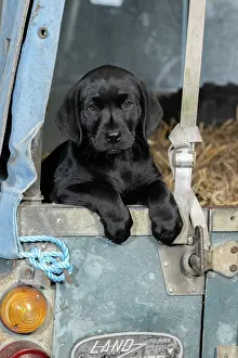 Vehicle: DOG. Labrador Retiever, 8 weeks old puppy, (Black)