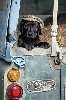 Vehicle: DOG. Labrador Retiever, 8 weeks old puppy, (Black)