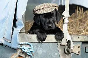 Vehicle: DOG. Labrador Retiever, 8 weeks old puppy, (Black)