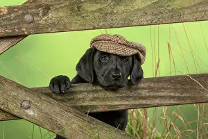 Flat: DOG. Labrador Retiever, 8 weeks old puppy, (Black)