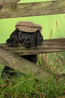 Flat: DOG. Labrador Retiever, 8 weeks old puppy, (Black)