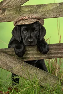 Flat: DOG. Labrador Retiever, 8 weeks old puppy, (Black)