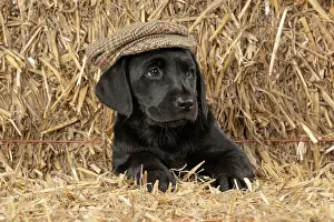 Flat: DOG. Labrador Retiever, 8 weeks old puppy, (Black)
