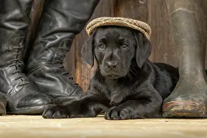 Riding: DOG. Labrador Retiever, 8 weeks old puppy, (Black)