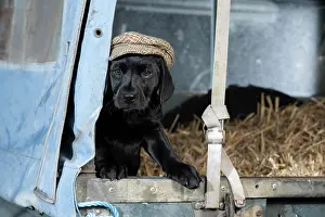 Transport: DOG. Labrador Retiever, 8 weeks old puppy, (Black)