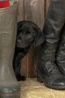 Riding: DOG. Labrador Retiever, 8 weeks old puppy, (Black)