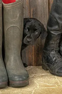 Riding: DOG. Labrador Retiever, 8 weeks old puppy, (Black)