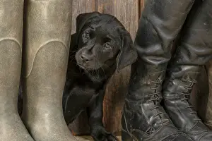 Riding: DOG. Labrador Retiever, 8 weeks old puppy, (Black)