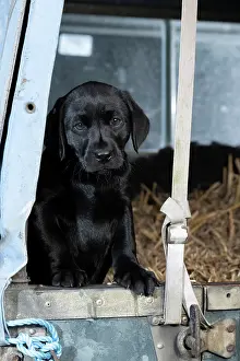 Transport: DOG. Labrador Retiever, 8 weeks old puppy, (Black)