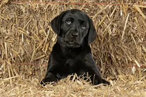 Bales: DOG. Labrador Retiever, 8 weeks old puppy, (Black)