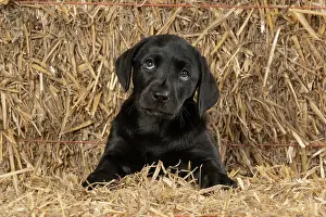 Bales: DOG. Labrador Retiever, 8 weeks old puppy, (Black)