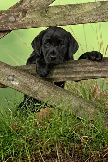 Gate: DOG. Labrador Retiever, 8 weeks old puppy, (Black)