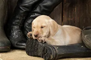 Riding: DOG. Labrador Retiever, 8 weeks old puppy, yellow