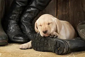 Riding: DOG. Labrador Retiever, 8 weeks old puppy, yellow