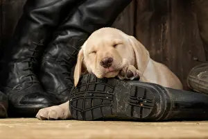 Riding: DOG. Labrador Retiever, 8 weeks old puppy, yellow