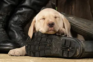 Riding: DOG. Labrador Retiever, 8 weeks old puppy, yellow
