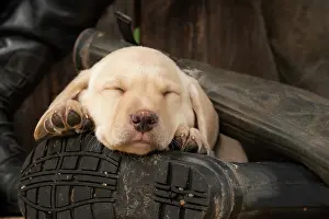 Riding: DOG. Labrador Retiever, 8 weeks old puppy, yellow