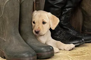 Riding: DOG. Labrador Retiever, 8 weeks old puppy, yellow